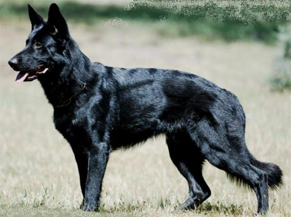 (image 3: black German Shepherds) 